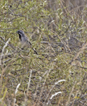Black throated Sparrow 4763